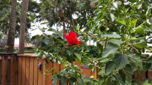 SANDALWOOD - Residential