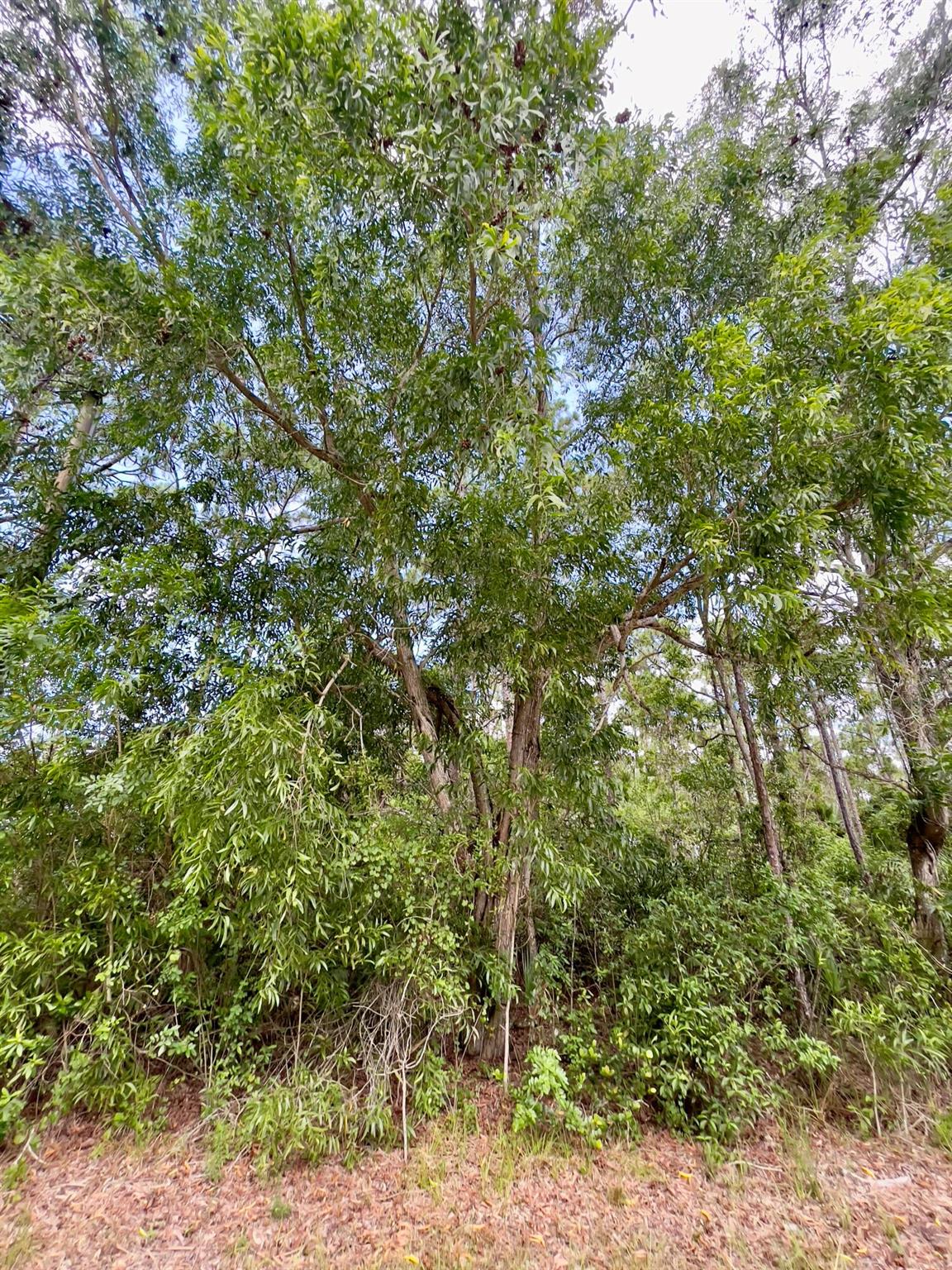 RARE OPPORTUNITY: 2.5 Pristine Acres in Sought-After Jupiter FarmsFirst Time on the Market in Over Half a CenturyFor the first time in 51 years, a rare and remarkable piece of Jupiter Farms is available 2.5 acres of high, dry, untouched land located in the Jupiter Farms subdivision. This exceptional property offers the ultimate blank canvas for creating a custom estate in one of South Florida's most desirable neighborhoods.Create Your Private EstateThis untouched land offers total creative freedom to design your dream home--whether it's a grand main residence, guest quarters, a resort-style pool, or equestrian amenities. We can connect you with Jupiter's most respected builders and architects to help bring your vision to life.