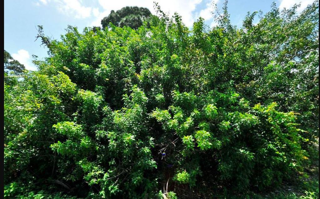 Photo of Tbd Valencia Avenue, Fort Pierce, FL 34946 (MLS # R10716951)