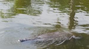 QUEENS COVE - Residential