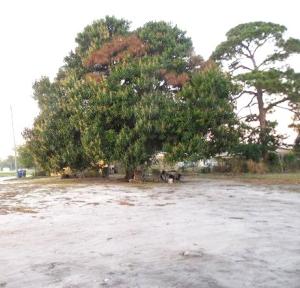 GREAT OPPORTUNITY TO CUSTOM BUILD ON A LARGE CORNER LOT IN FORT PIERCE. LOT HOSTS ONE LARGE SHADE TREE AND A MATURE FRUIT TREE. LOT IS LOCATED CLOSE TO SHOPPING, SCHOOLS AND LOCAL BEACHES.