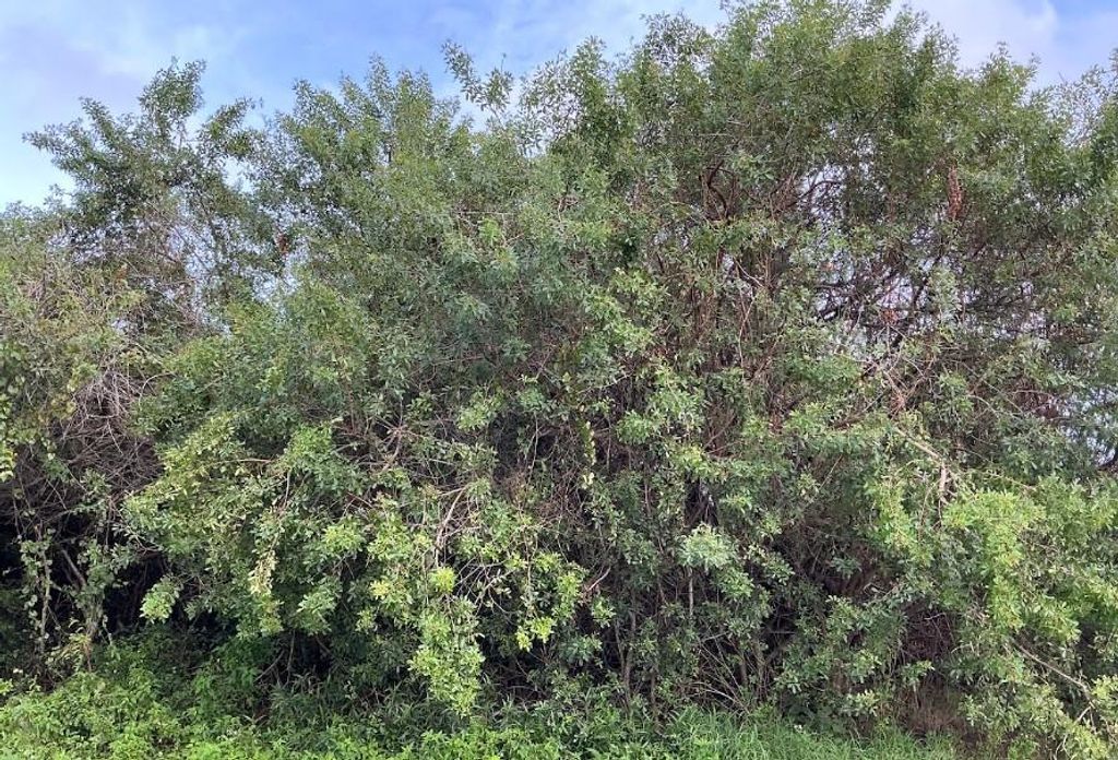 Photo of 961 George Street, Sebastian, FL 32958 (MLS # F10476800)