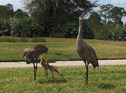 CASTLE PINES CONDOMINIUM - Residential Lease