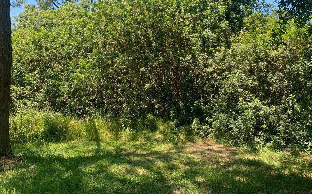 Wooded Avon Park homesite for sale close to 27 and lakes.
Owner financing available with only $1,000 down
Adjacent Land Available!