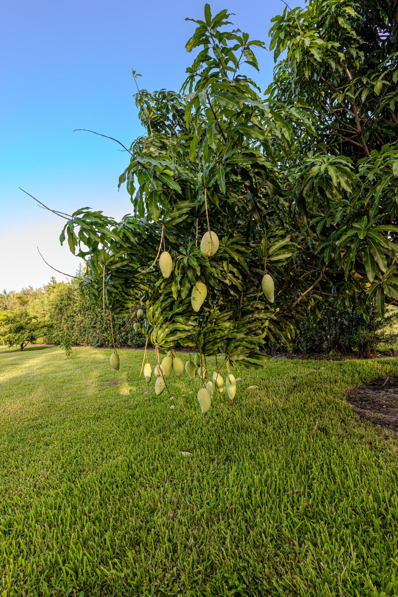 PLANTATION NEIGHBORS PLAT 3 - Residential