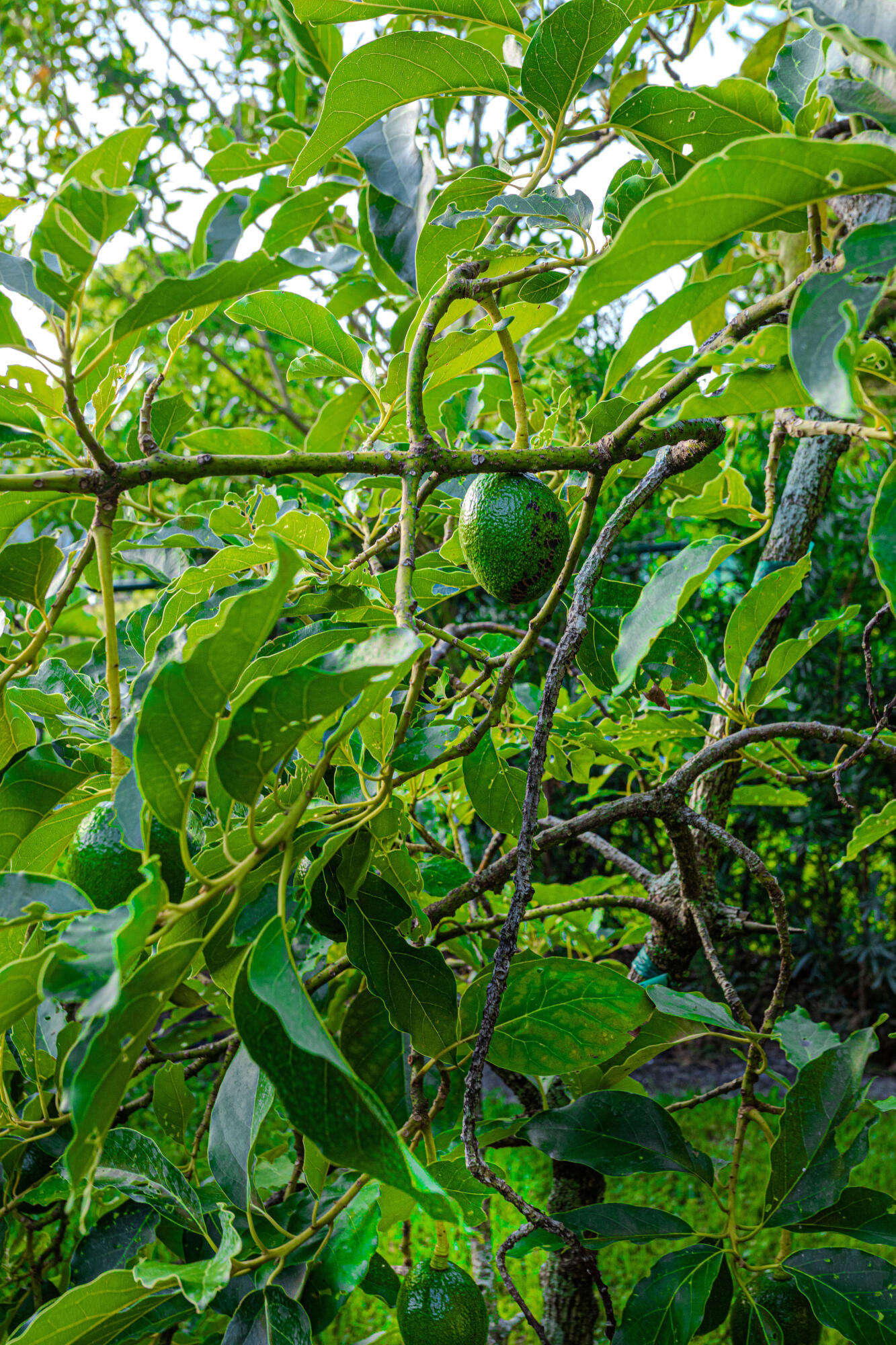 PLANTATION NEIGHBORS PLAT 3 - Residential