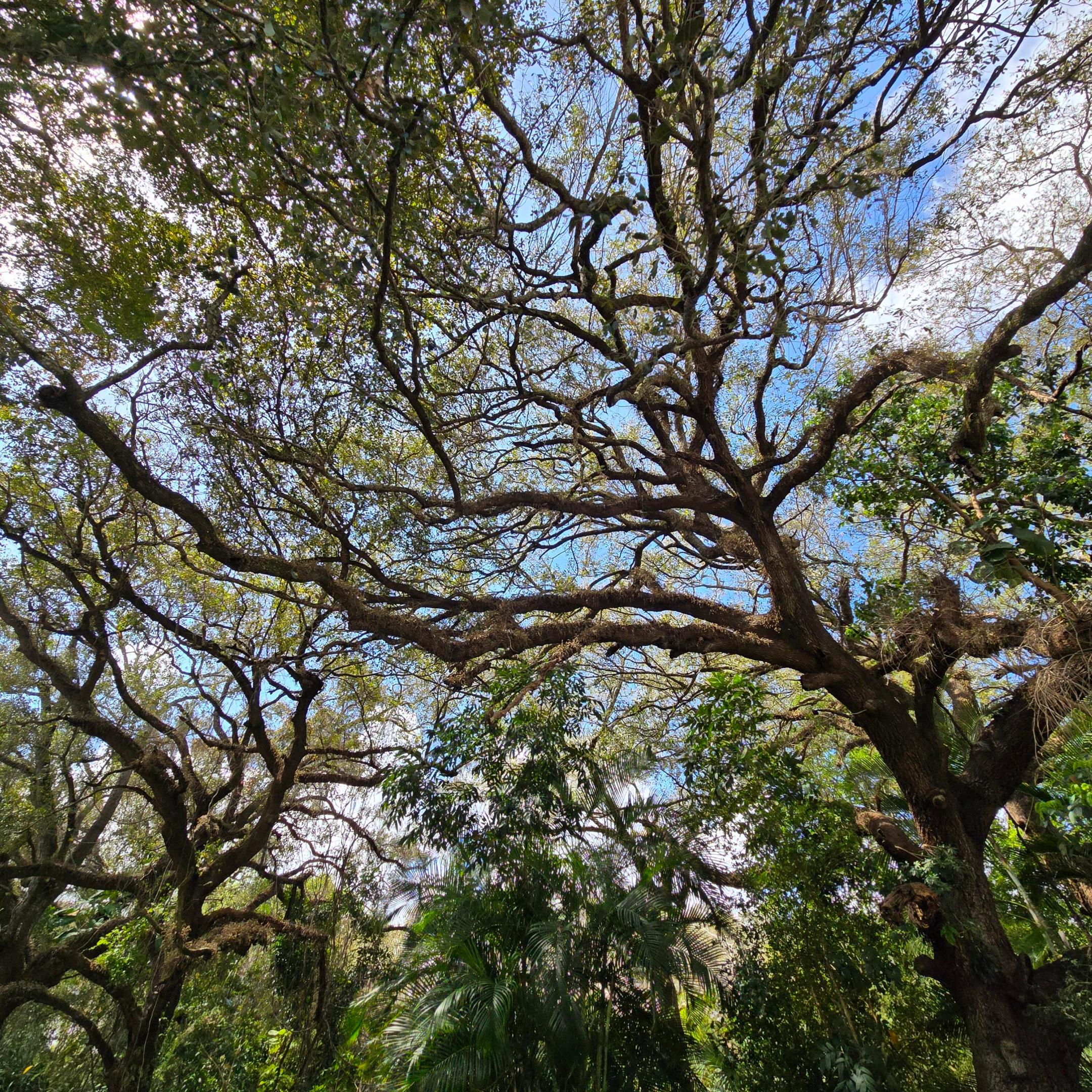 LIVE OAK CONDO SIX - Residential