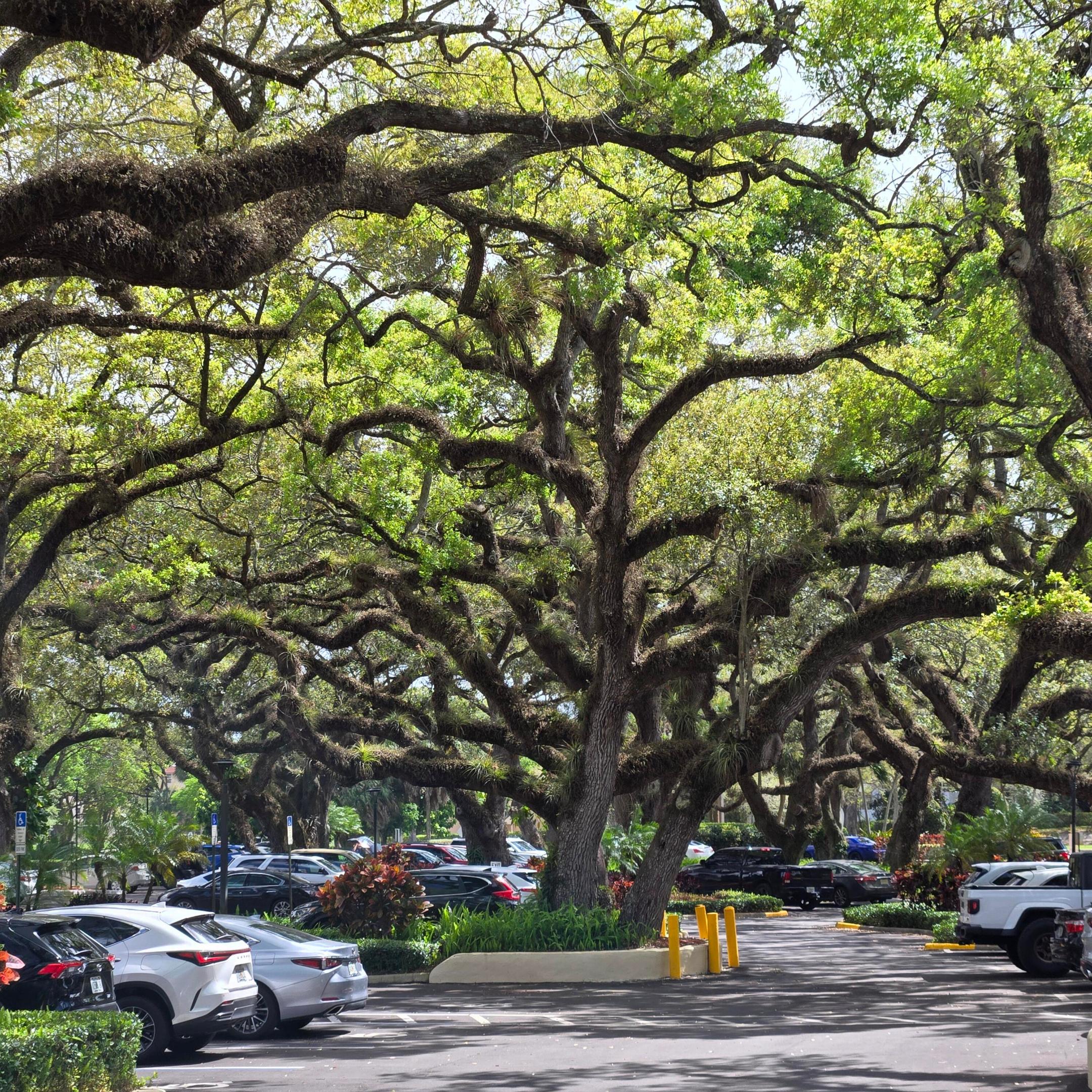 LIVE OAK CONDO SIX - Residential