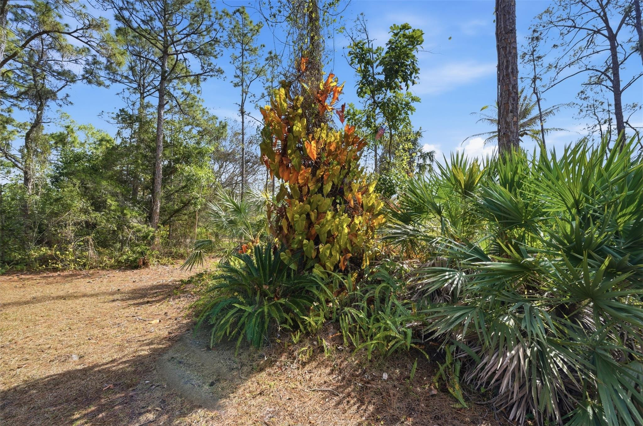 Caloosa 1st Add - Residential