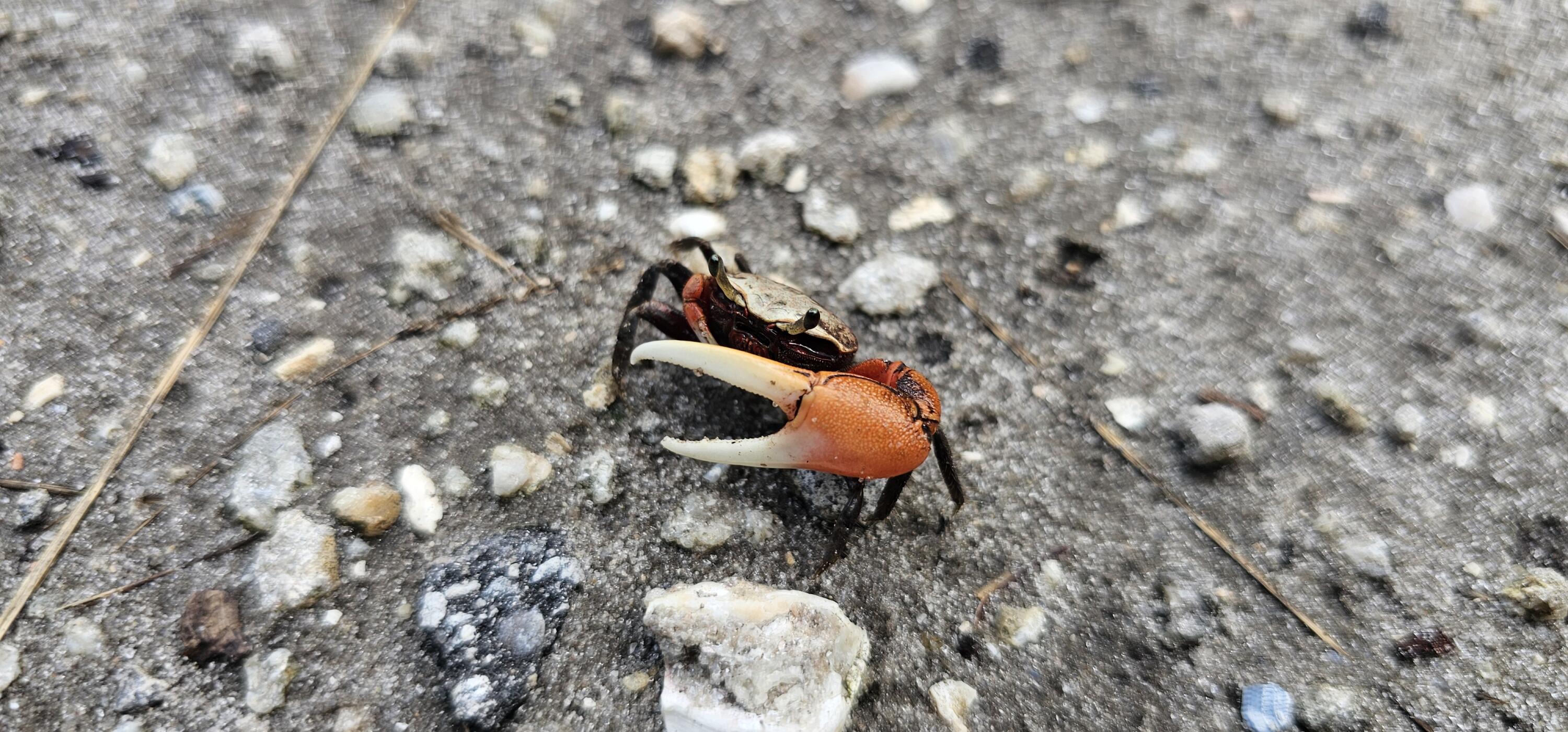 SURFSIDE HARBOR - Land