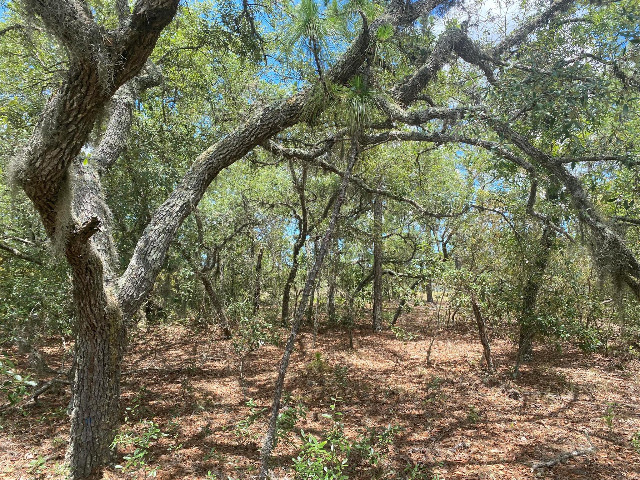 Great lot in a growing area of Citrus Springs!! lot sits across from a beautiful new home. High and dry, sits 80+ ft above sea level! Go see it today and make your dream home come true! Single family home building lot...Homes only subdivision, popular golf community, community center, tennis courts, playgrounds and parks. The Withlacoochee State Trail (bicycle trail) runs through the community from north to south. Public waterlines are available for this lot and power poles are already on the street!! Just minutes from the rainbow river state park. Owner financing available .