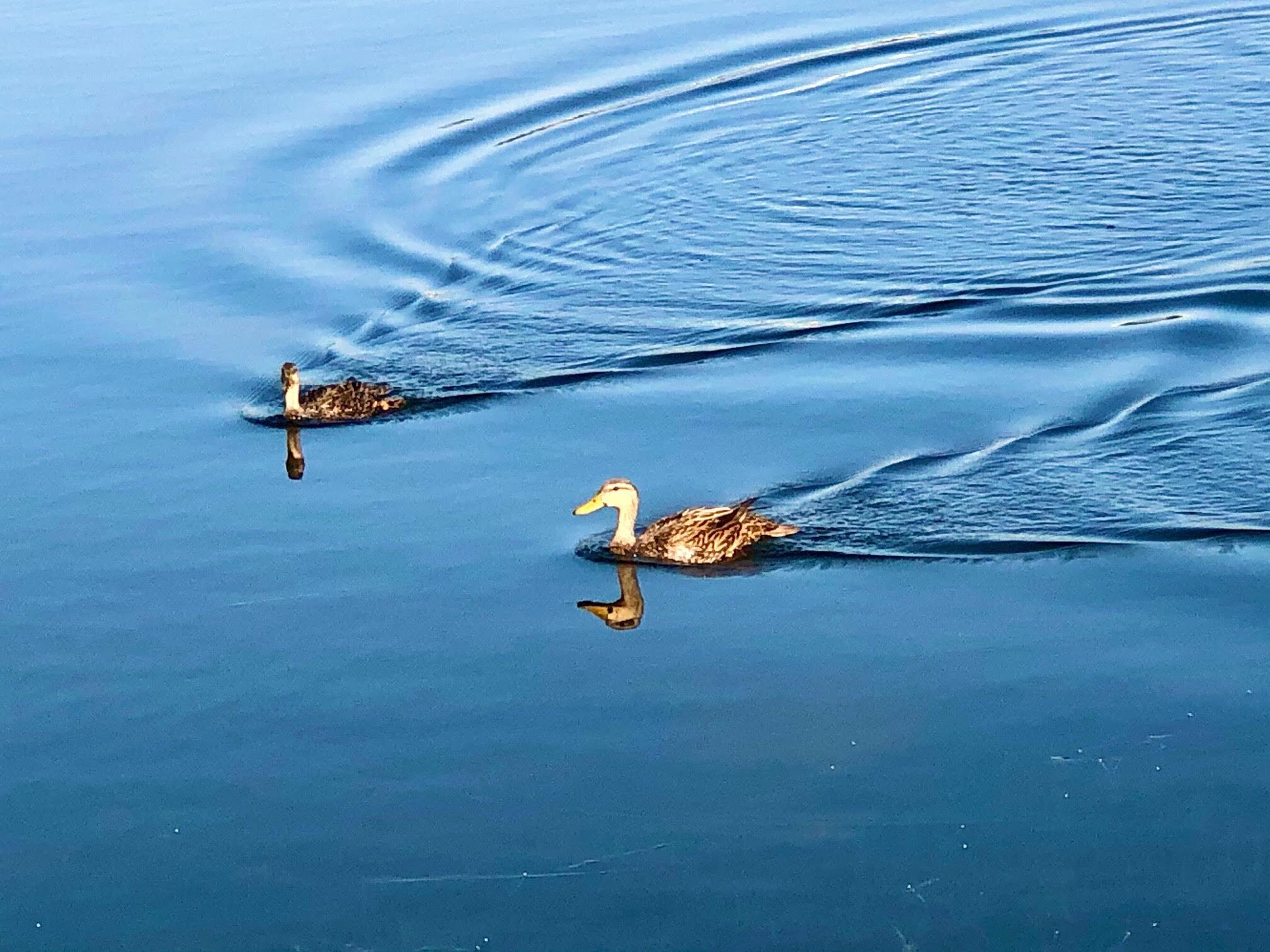 EAST LAKE VILLAGE NO 2 - Residential Lease