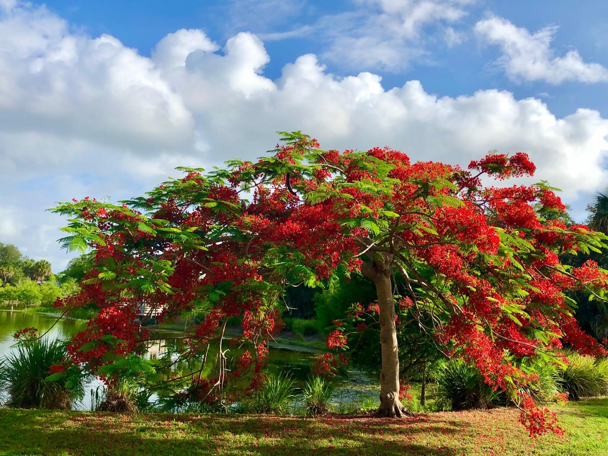 EAST LAKE VILLAGE NO 2 - Residential Lease