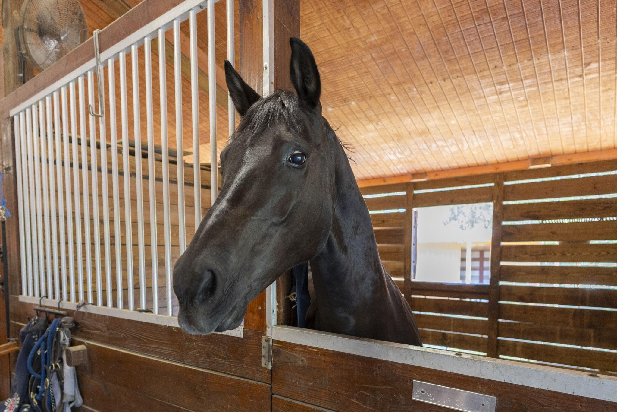 PALM BEACH LITTLE RANCHES EAST OF WELLINGTON - Residential