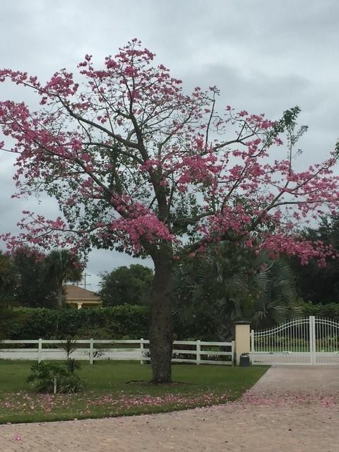 Palm Beach Little Ranches - Residential