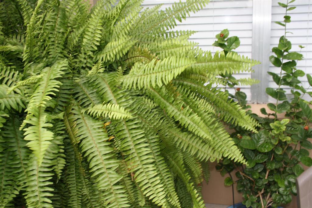 INDIAN PINES CONDO - Residential