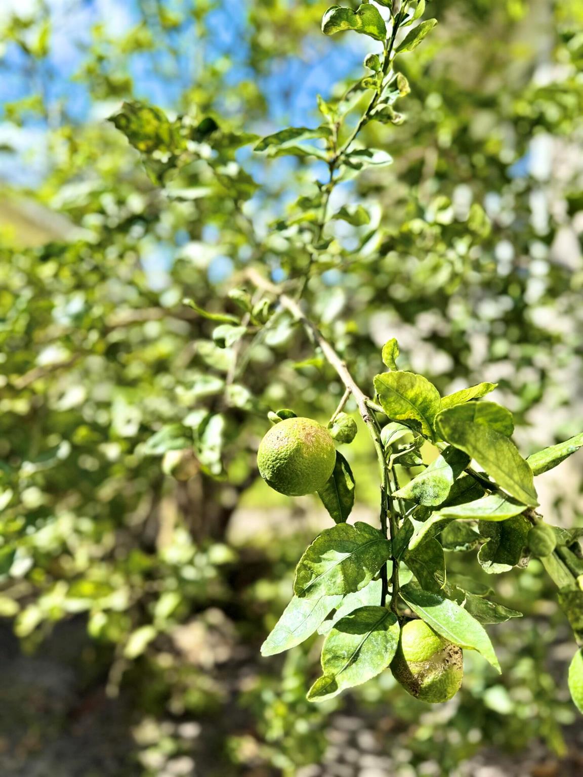 HOBE SOUND GOLF CLUB - Residential