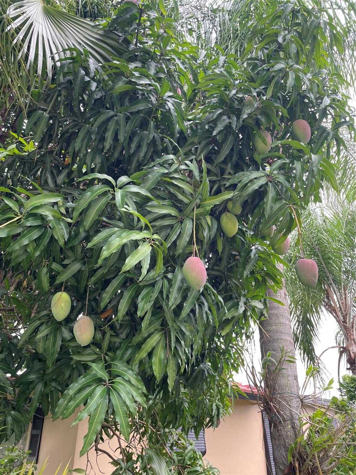 Mainlands of Tamarac - Residential