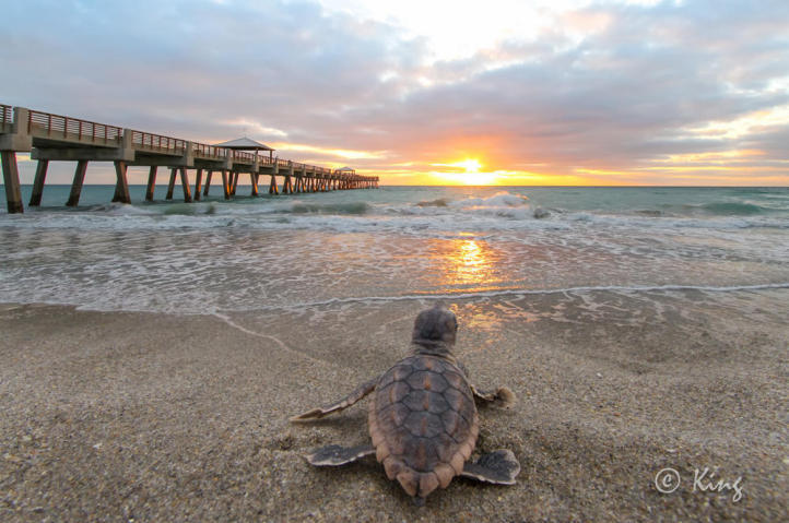 OLD TOWNE AT JUNO BEACH - Residential