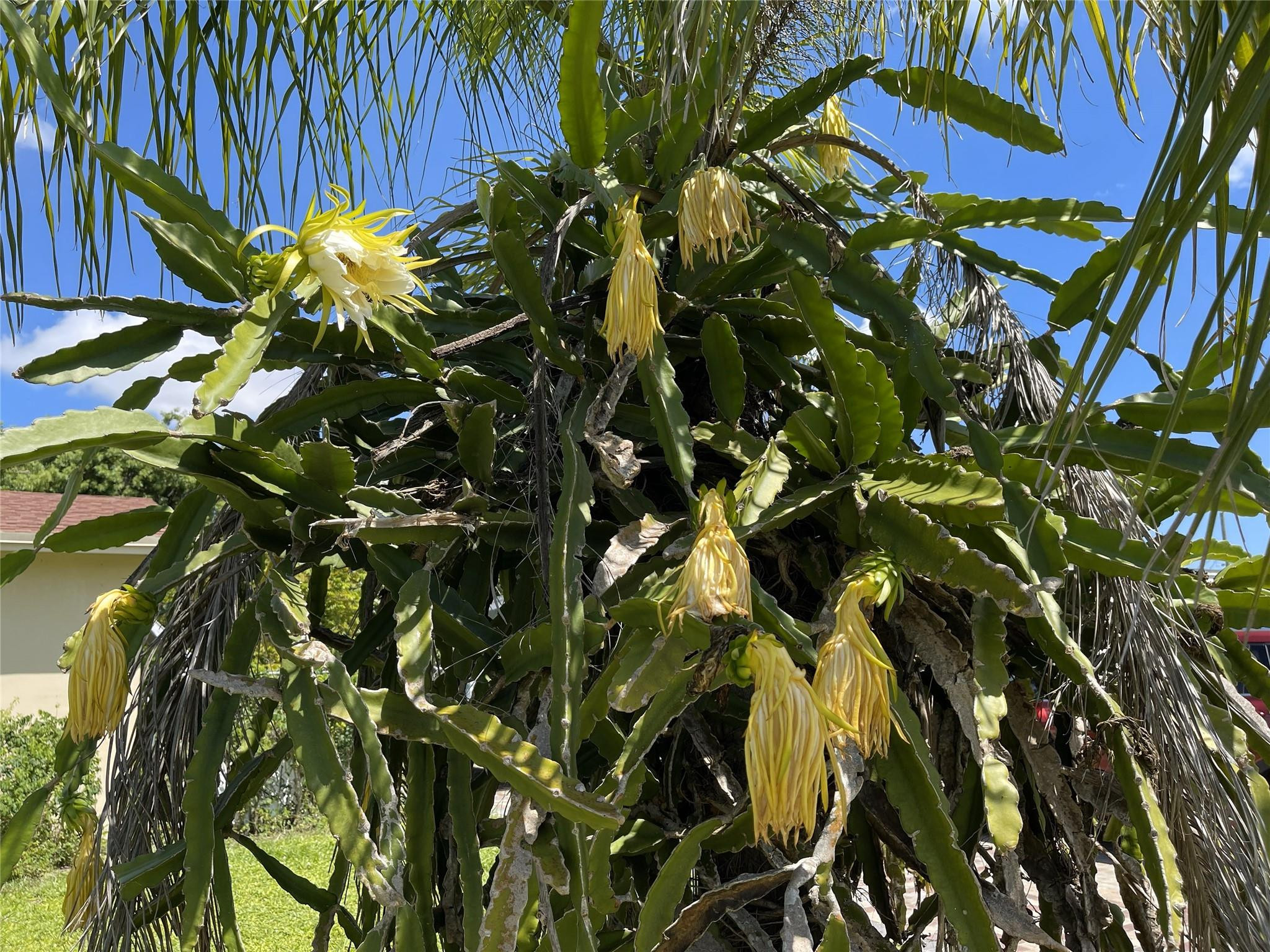 Bonnie Loch Sec 1 51-5 B - Residential