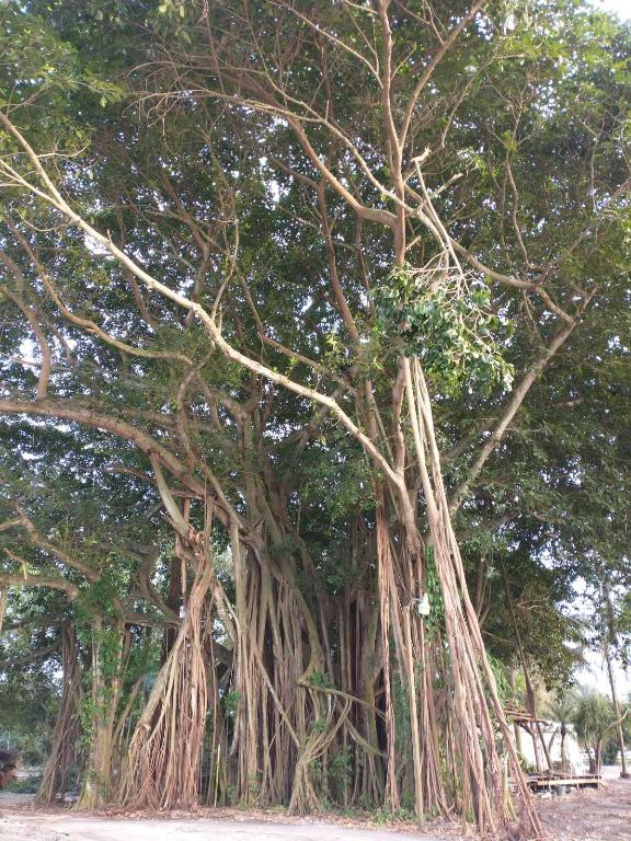 LOXAHATCHEE GROVES - Land