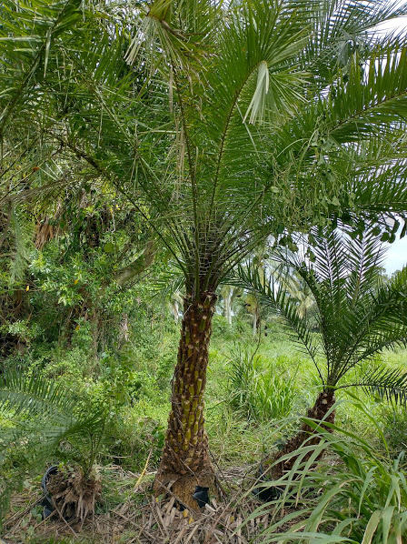 LOXAHATCHEE GROVES - Land