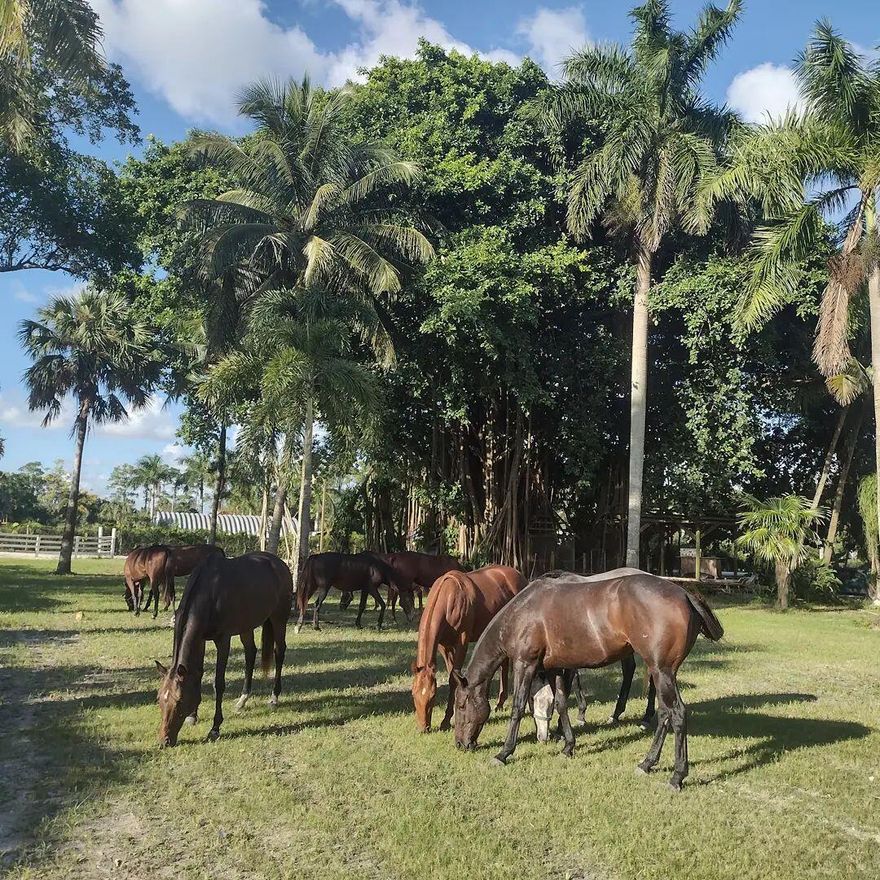 Unique Equestrian property on 5 acres with direct access to public D Road. Hundreds of trees including a giant Banyan, fruit trees and palm trees. Under 15 minutes from Wellington horse show and polo venues. Located on the South side of Okeechobee Blvd between Binks Forest and Palms West Hospital. Paved road with convenient highway access with Traffic lights at D Rd and Southern Blvd. Great opportunity to own a large parcel of land minutes from Wellington. Zoned AG-Residential (agricultural classification). Fenced, cleared and graded. WIFI, electric and water in place. Buildings in place are a 32 stalls barn and one large metal building (25*40 ft) ideal as a garage or storage. Need more land? Adjacent parcels for sale for up to 20 acres: 10 acres (1044 D Rd) and 5 acre (1068 D Rd).