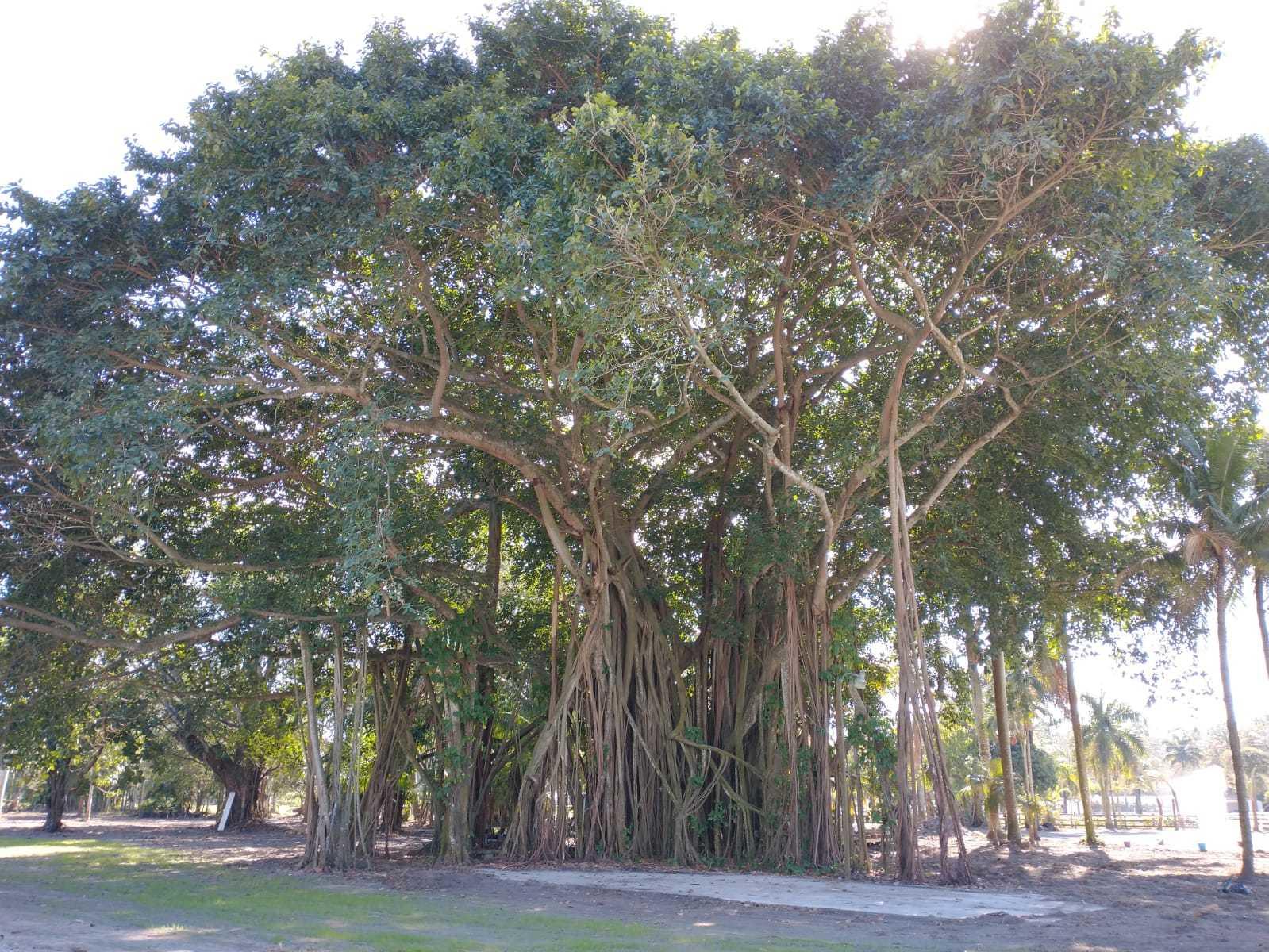 LOXAHATCHEE GROVES - Land