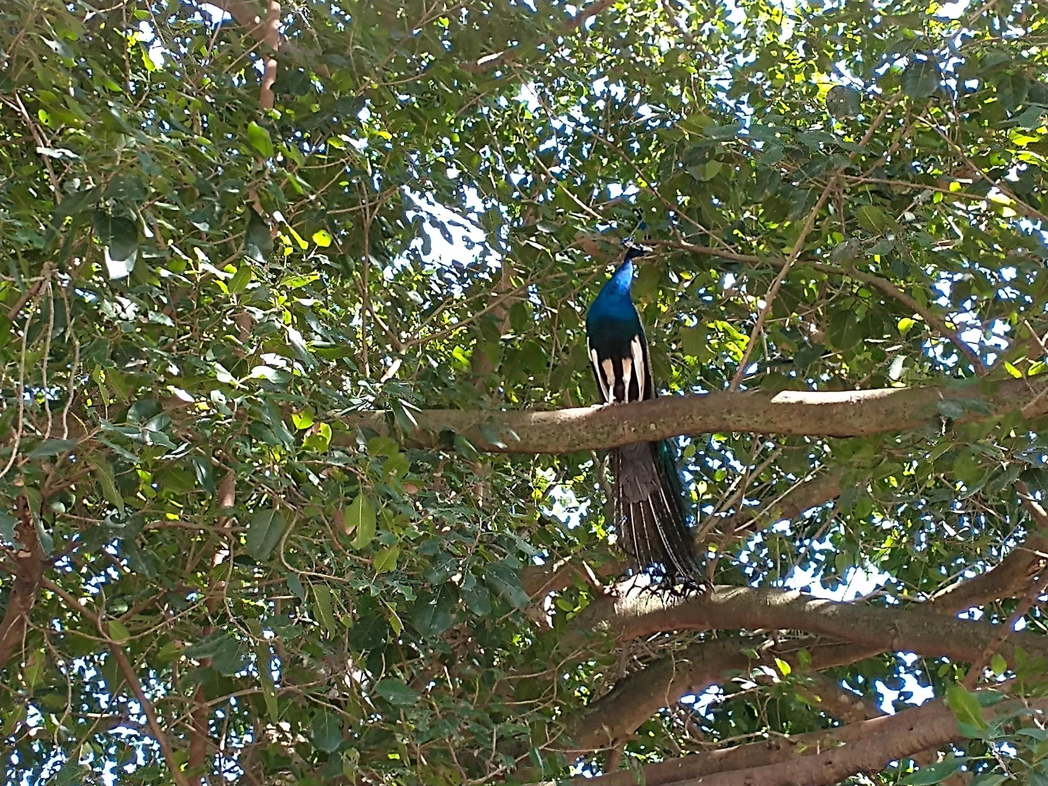 LOXAHATCHEE GROVES - Land
