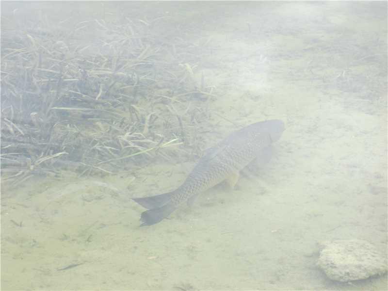 silver lakes - Residential