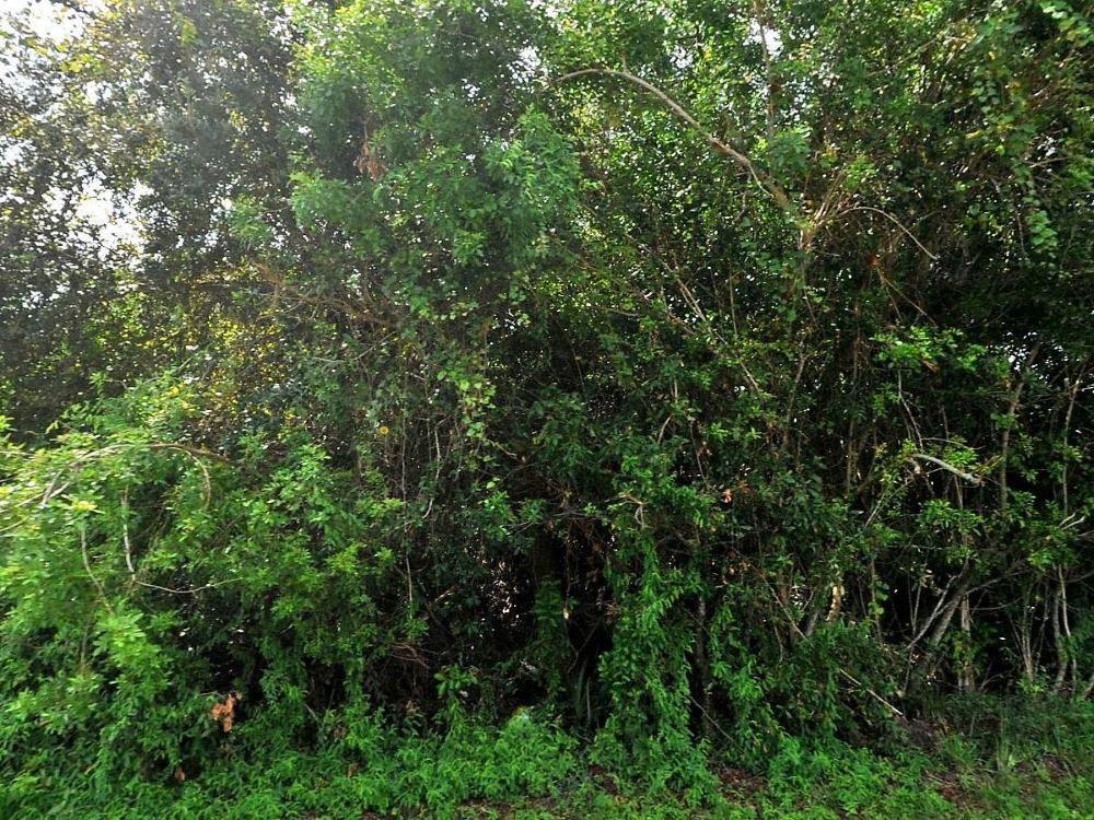NICE LOT EAST OF US 1, CLOSE TO SHOPPING.