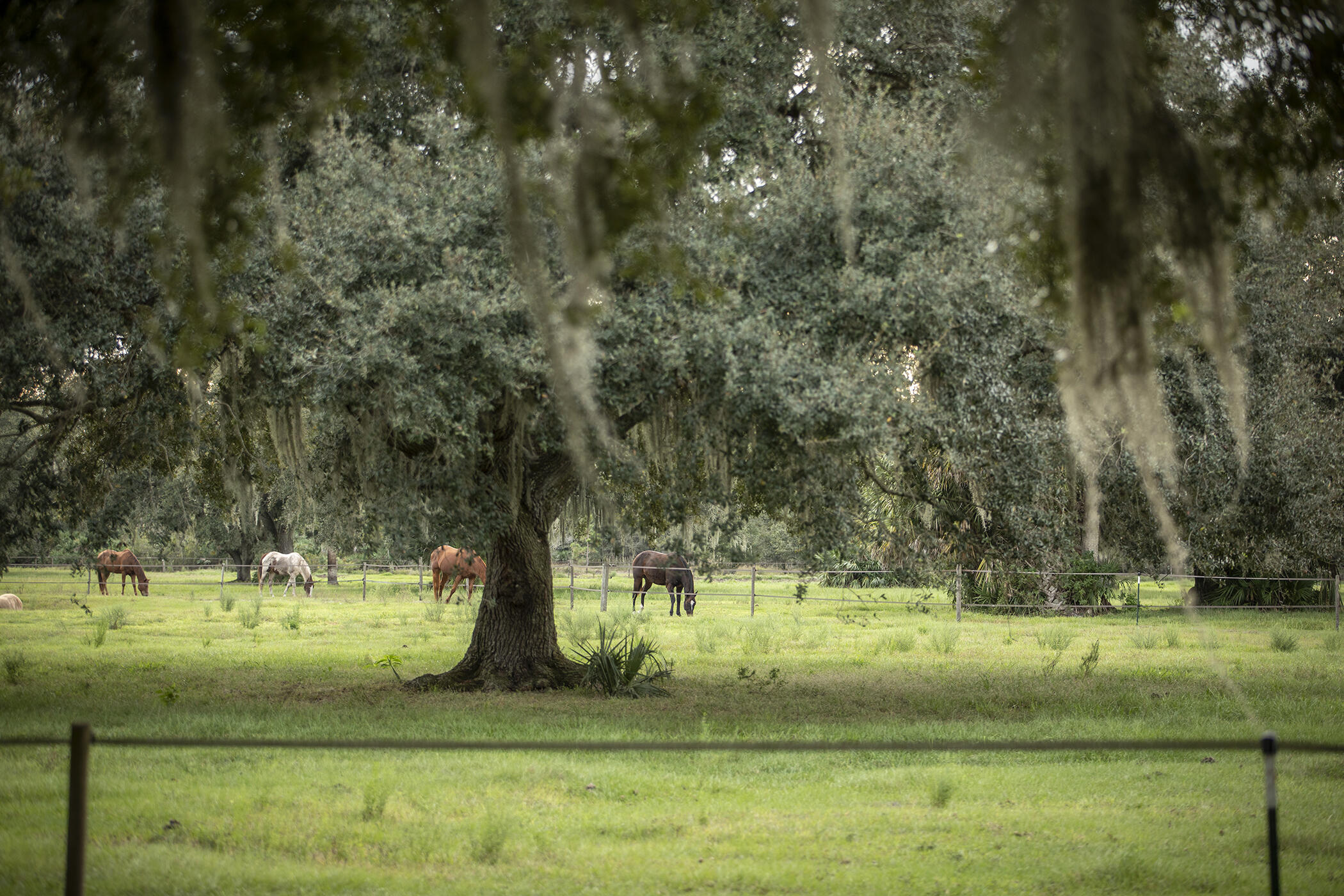 INDIAN HAMMOCK HUNT AND RIDING - Residential