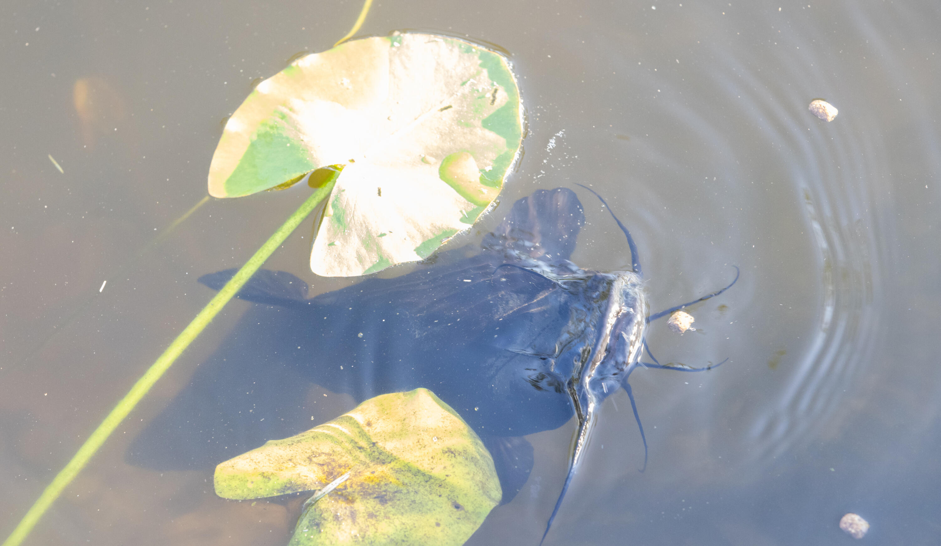 INDIAN HAMMOCK HUNT AND RIDING - Residential