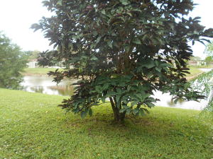 GOLDEN LAKES VILLAGE - Residential