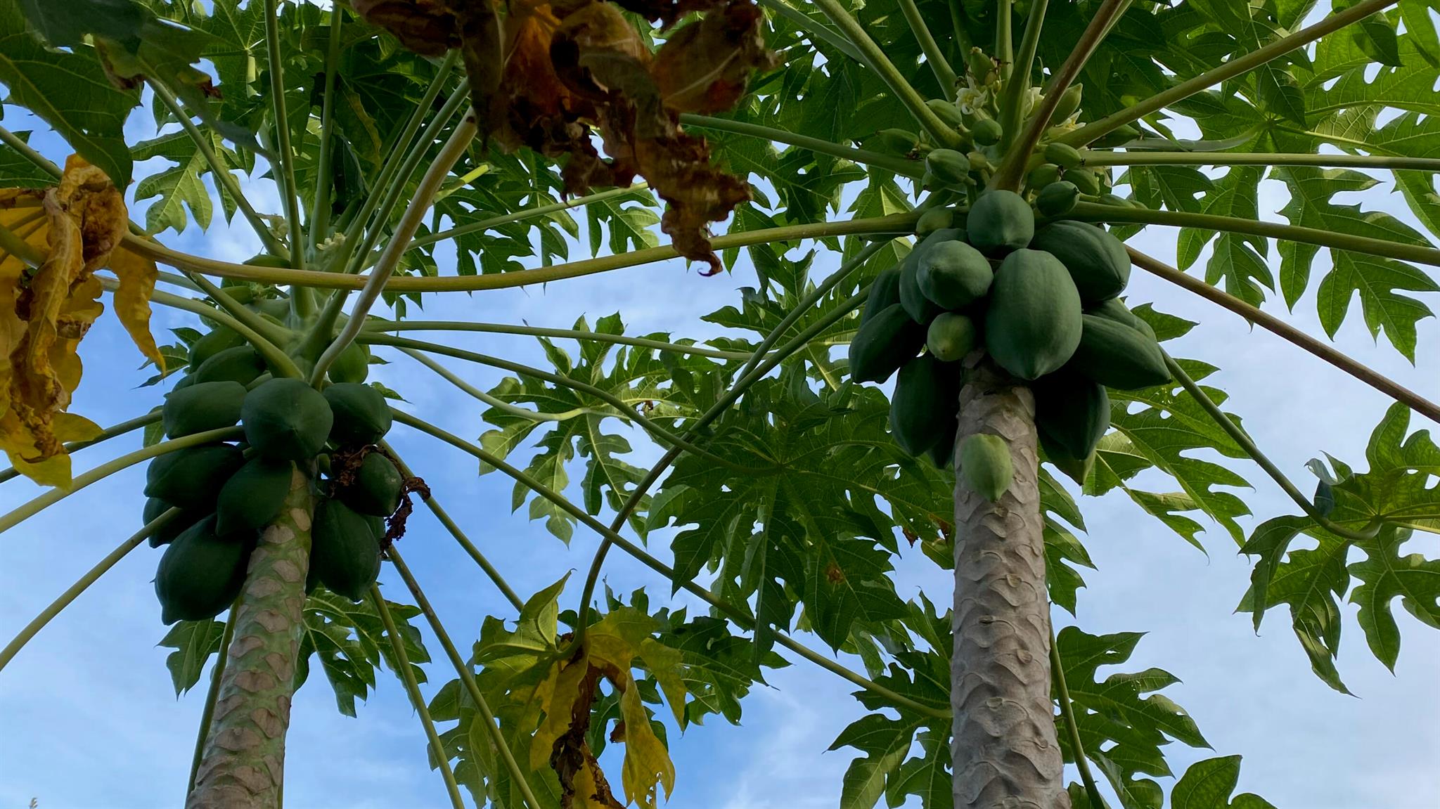 MARINA BAY - Residential