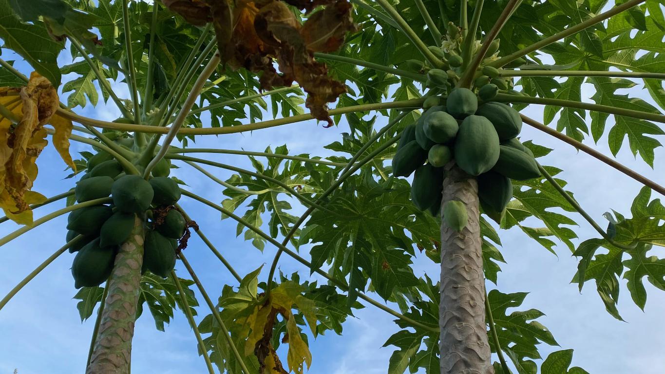 MARINA BAY - Residential