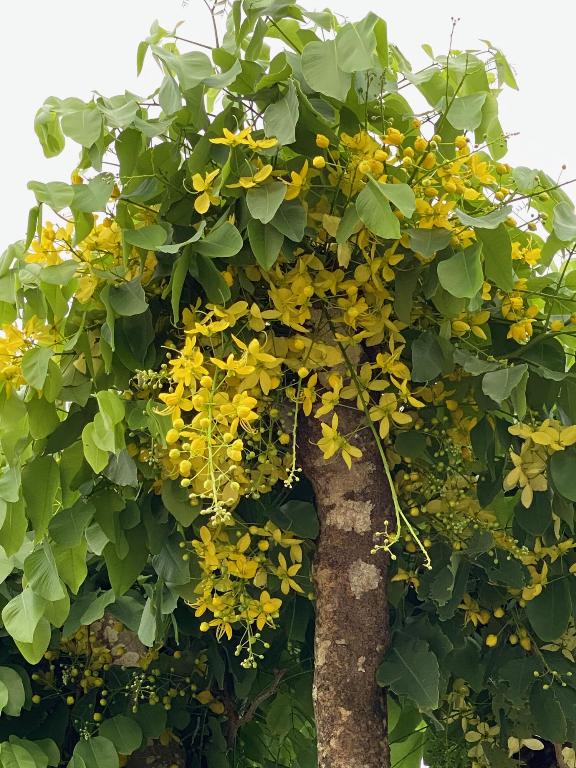 MARINA BAY - Residential