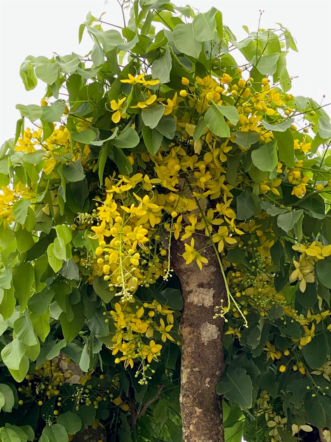 MARINA BAY - Residential