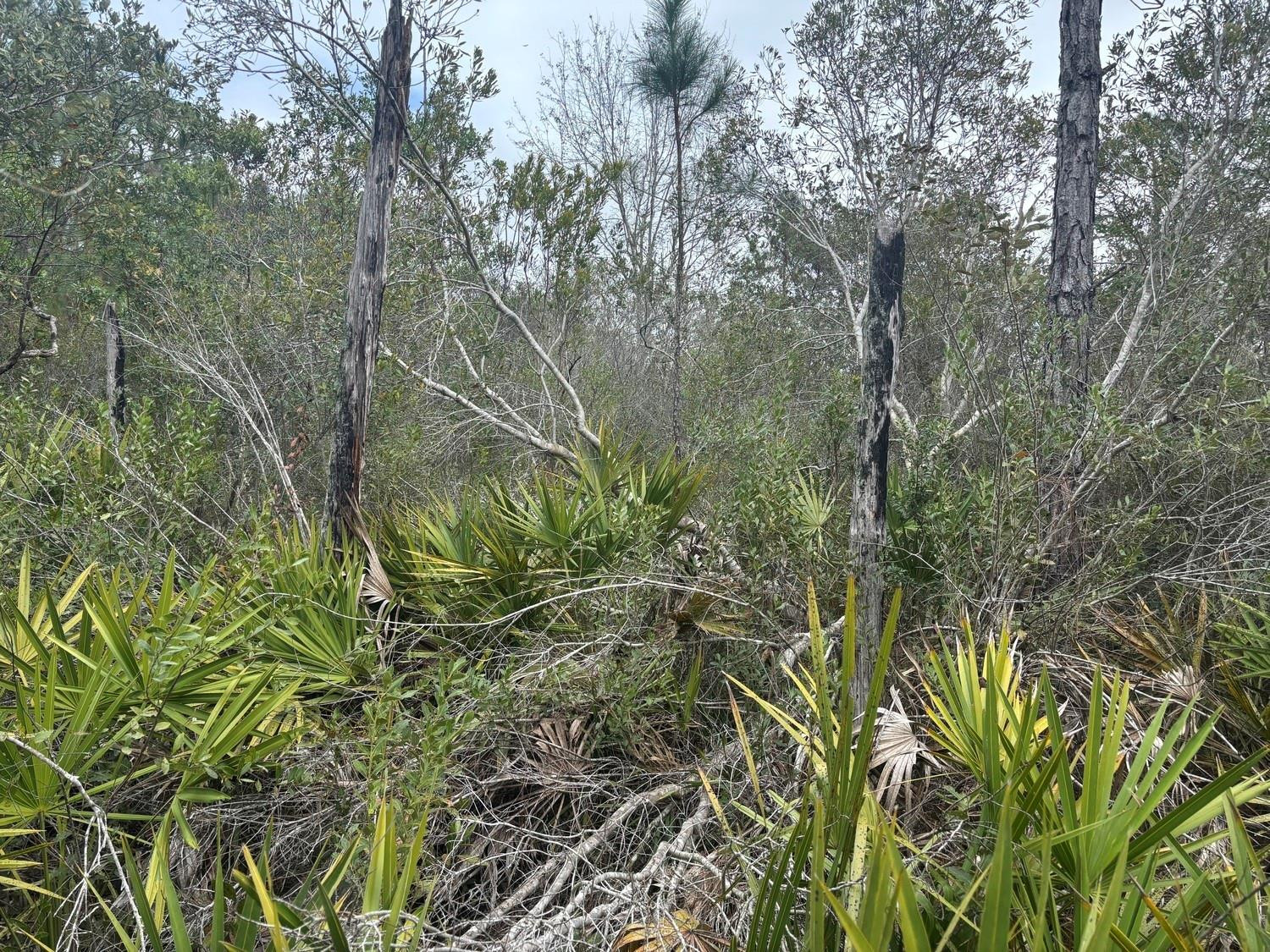 Opp193 Orlando Pines - Land