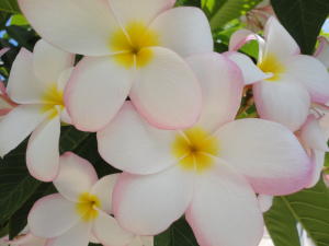 DIAMOND LAKE SUB PHASE ONE - Residential Lease