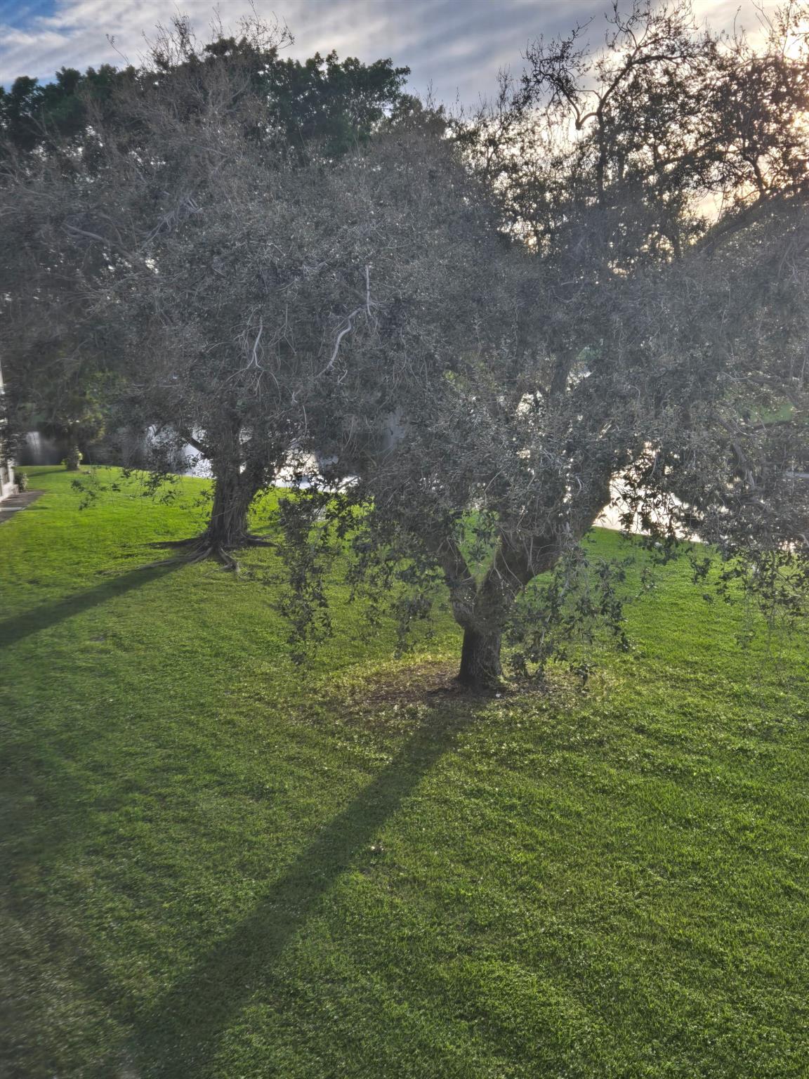 Century Village - Residential