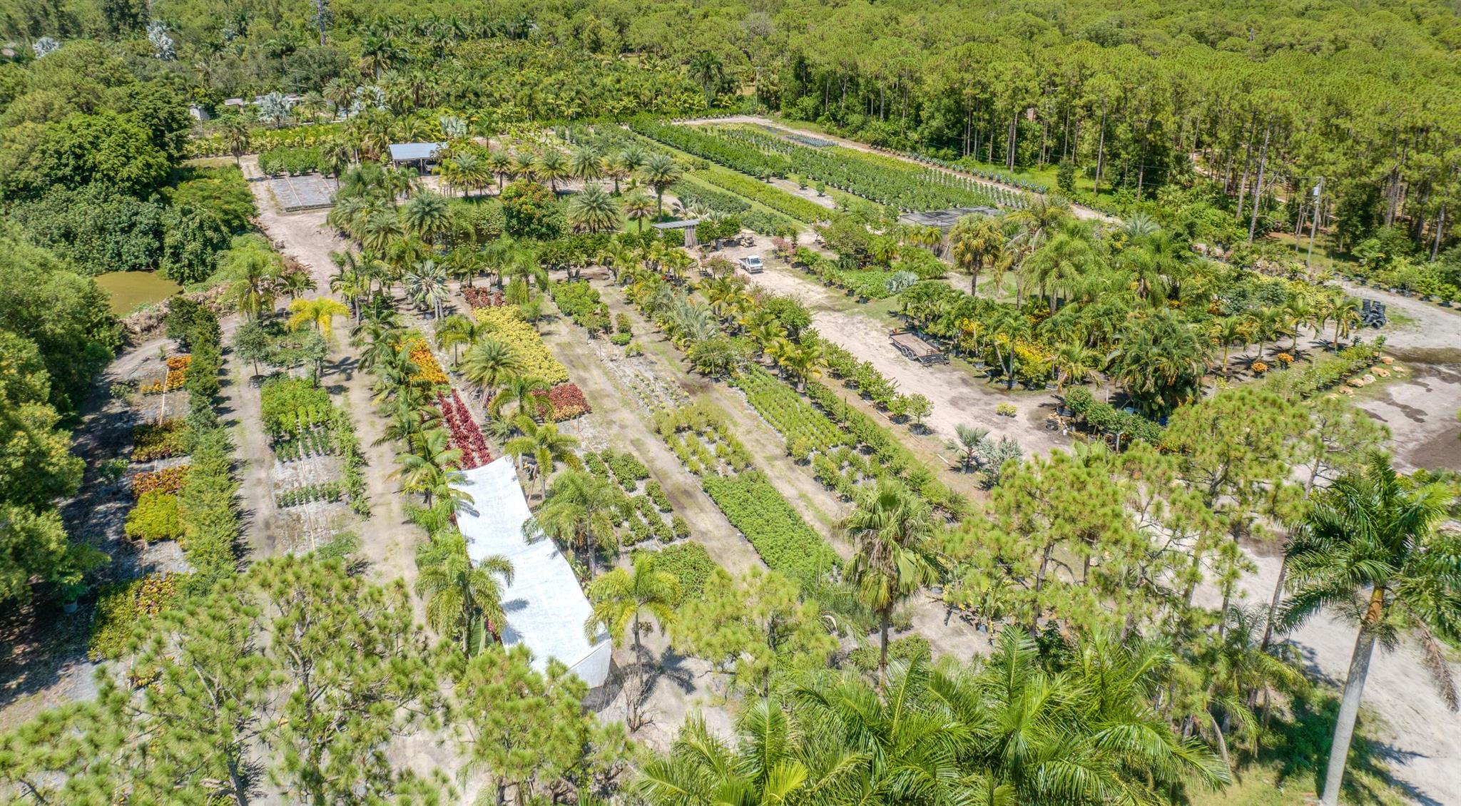 Caloosa/Wind In The Pines - Land