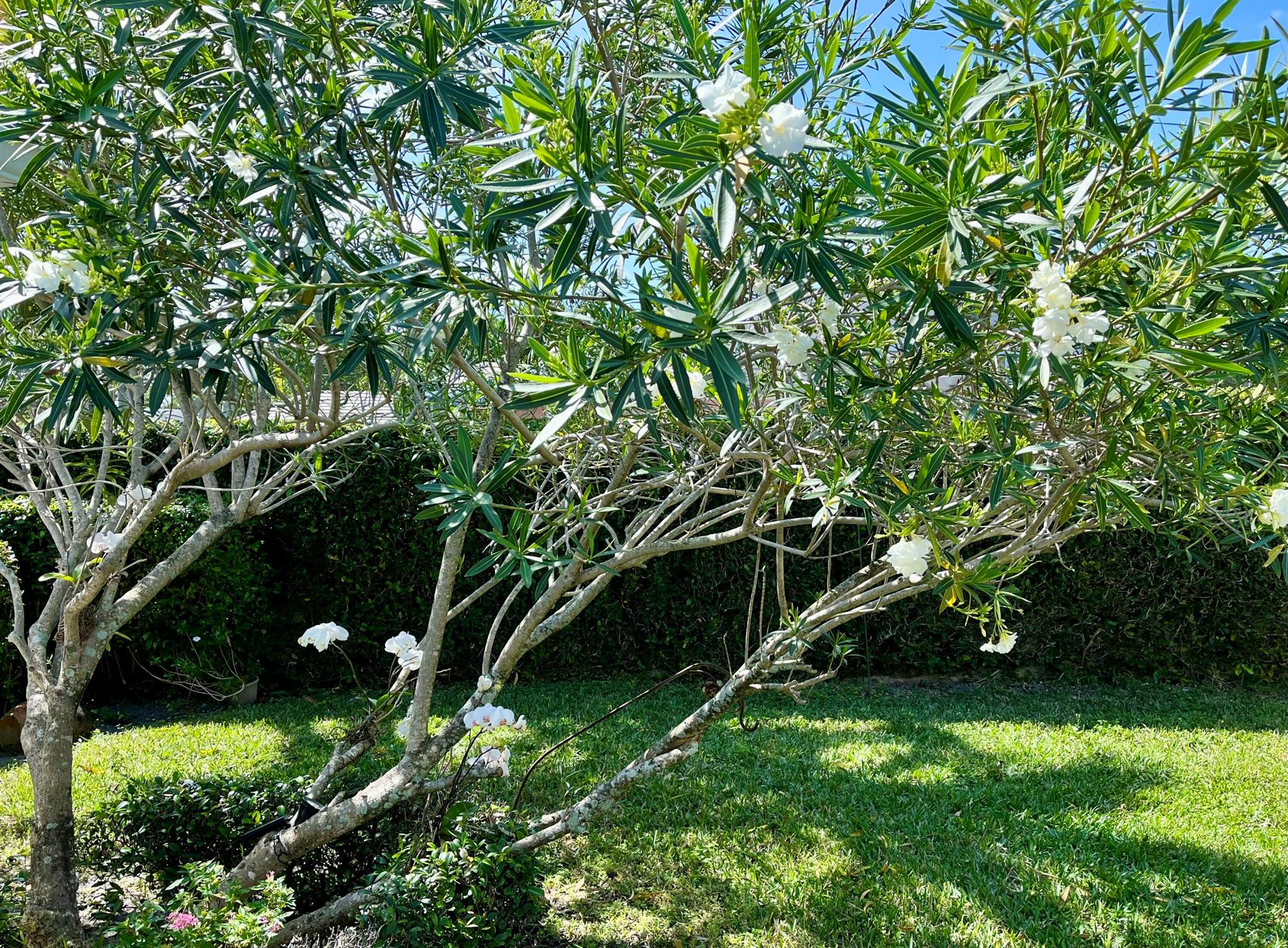 GARDEN OAKS - Residential