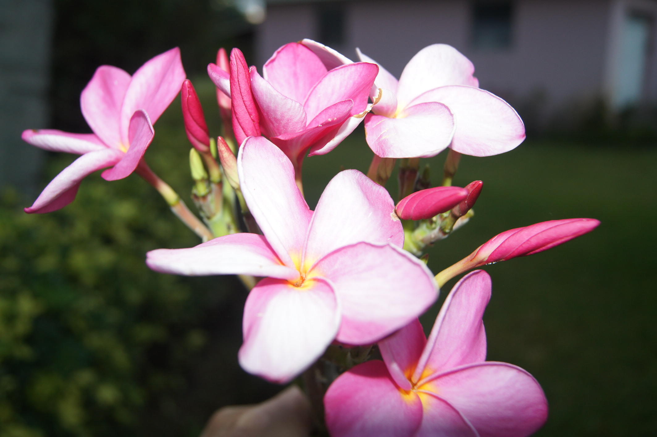 CRESTHAVEN VILLAS 4 CONDO - Residential