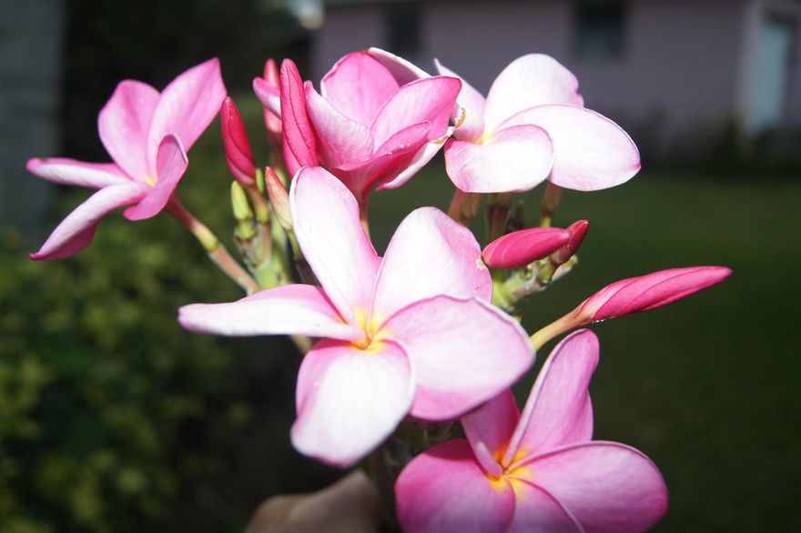 NICE CONDO TILED THROUGHOUT. SHOWER AND BATH. C/A AIR AND HEAT. UNFURNISHED, ENCLOSED PATIO WALK TO CLUBHOUSE HURRICANE SHUTTERS STEPS TO LAUNDRY