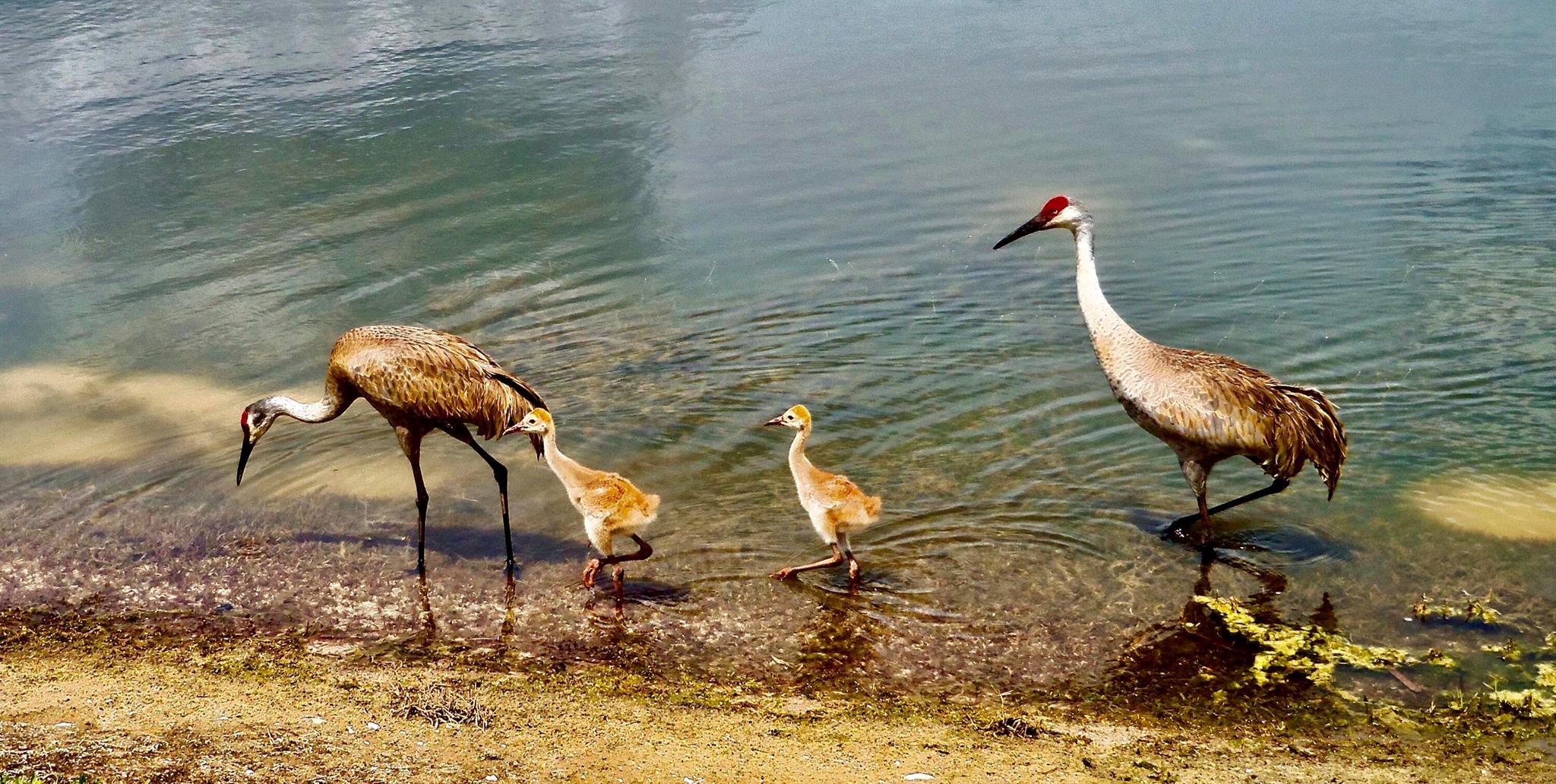 GOLF VILLAS II CONDOMINIU - Residential