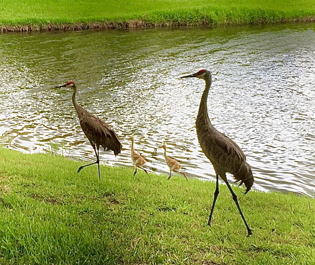 GOLF VILLAS II CONDOMINIUM - Residential