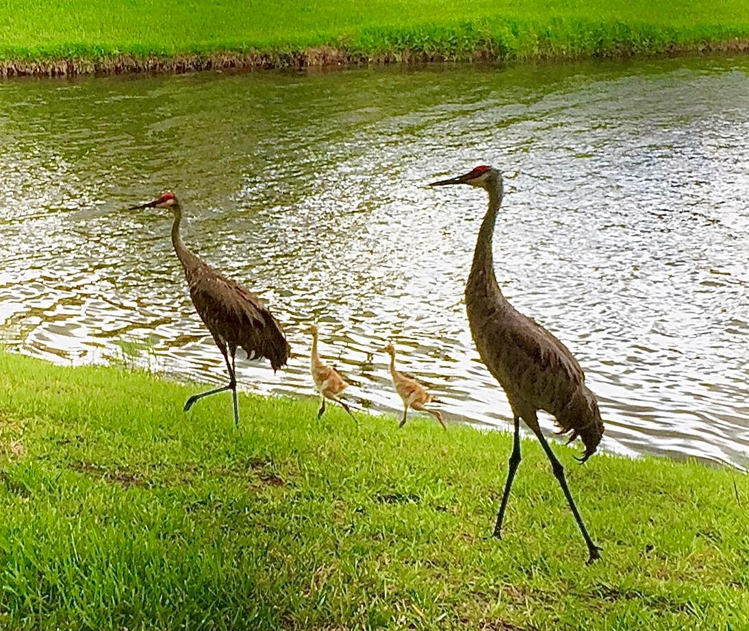 GOLF VILLAS II CONDOMINIU - Residential