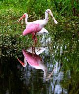 GOLF VILLAS II CONDOMINIUM - Residential