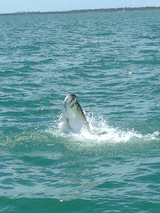 PALMETTO CONDOMINIUM AT LAS VERDES - Residential